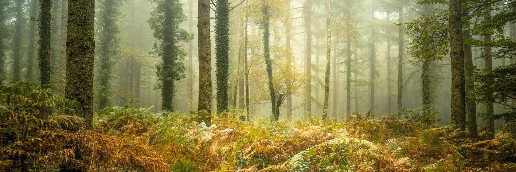 Forêt de Brocéliande